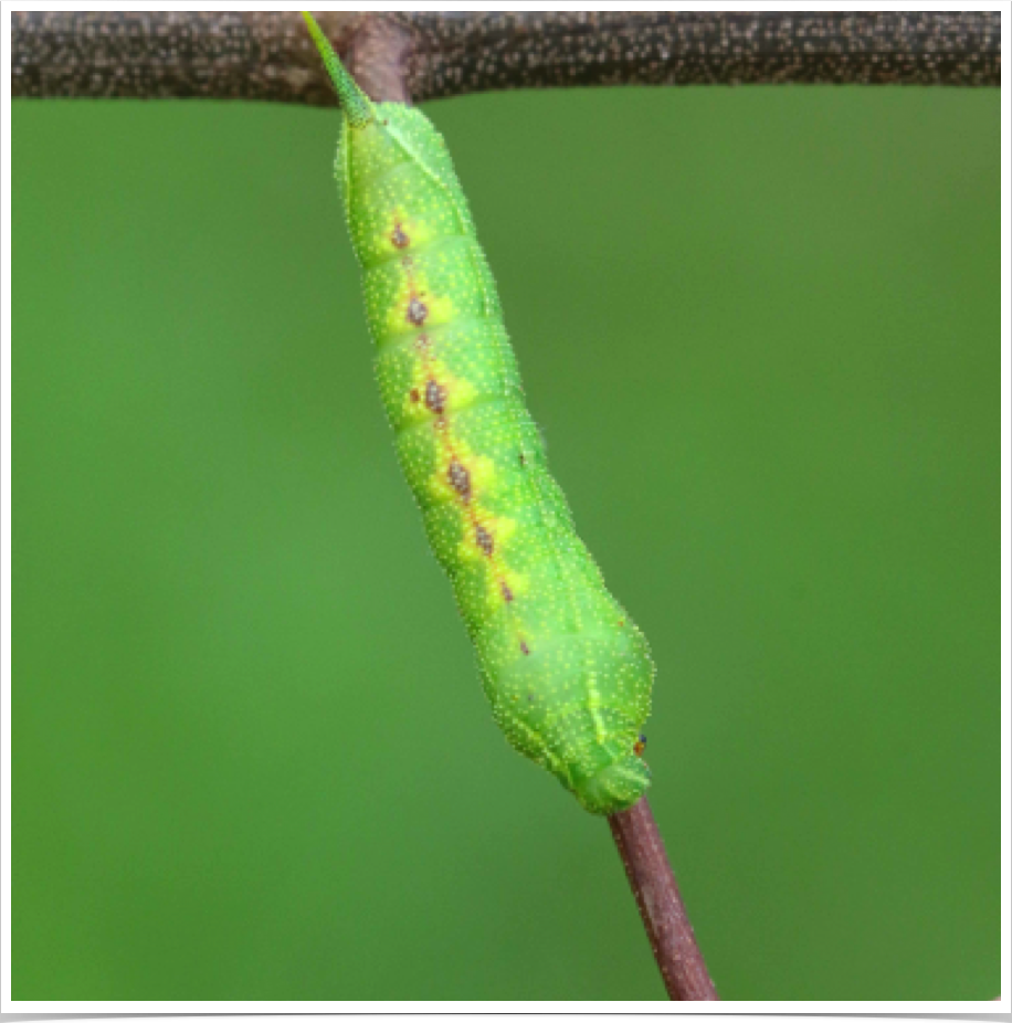 Hog Sphinx on Grape
Darapsa myron
Bibb County, Alabama